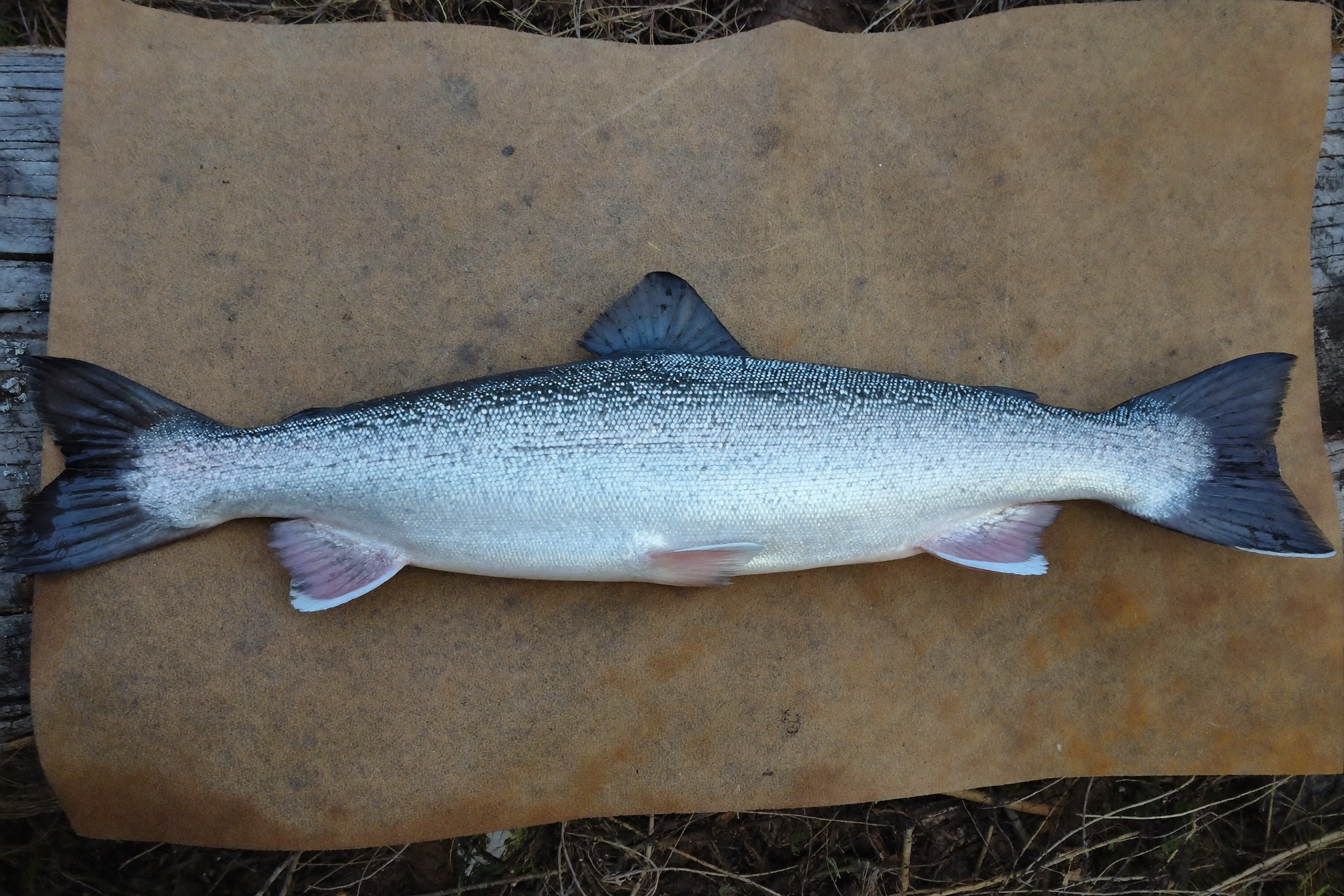 Whole wild Alaskan coho salmon side portrait