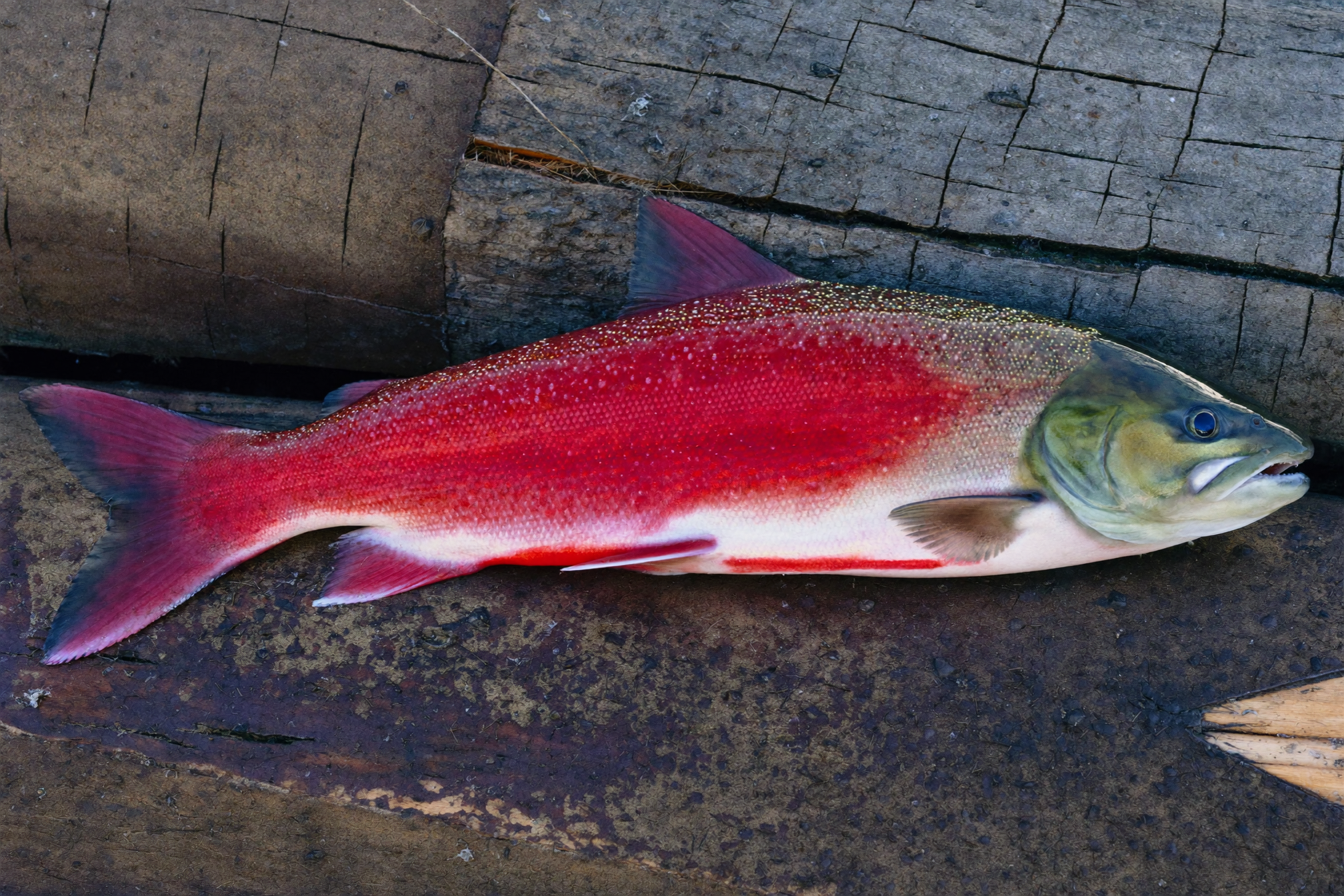 Whole wild Alaskan sockeye salmon side portrait