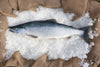 Sockeye Salmon: A Jewel of the Pacific