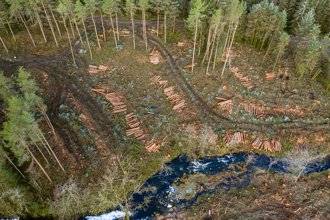 forest by river destroyed by humans