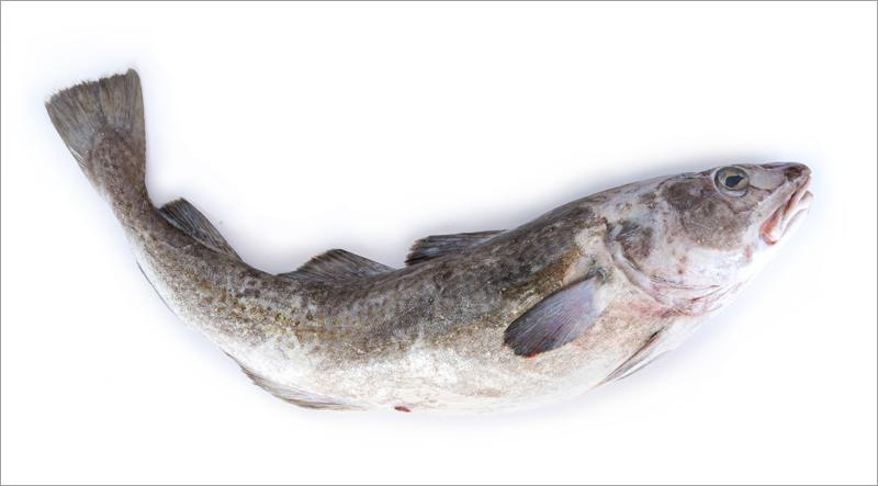 Whole Alaskan Fish - Pacific Cod on a white background