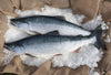 Two flash frozen wild Alaskan fish - whole sockeye salmon resting on ice