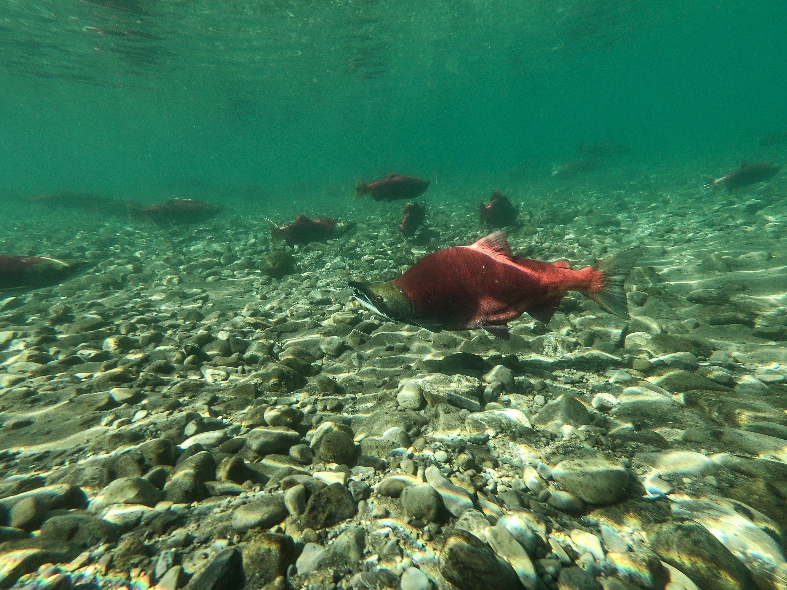 Wild Alaskan Fish - Sockeye Salmon swimming underwater in crystal clear greenish water