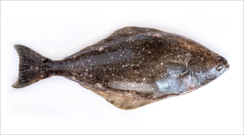 Whole Alaskan Fish - Halibut on a white background