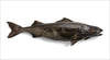 Whole Alaskan Fish - Sablefish aka Black Cod on a white background
