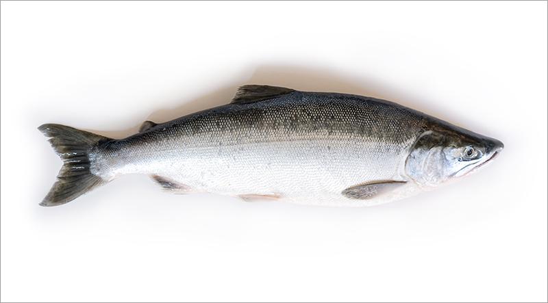 Whole Sockeye Salmon Fish on a blank background