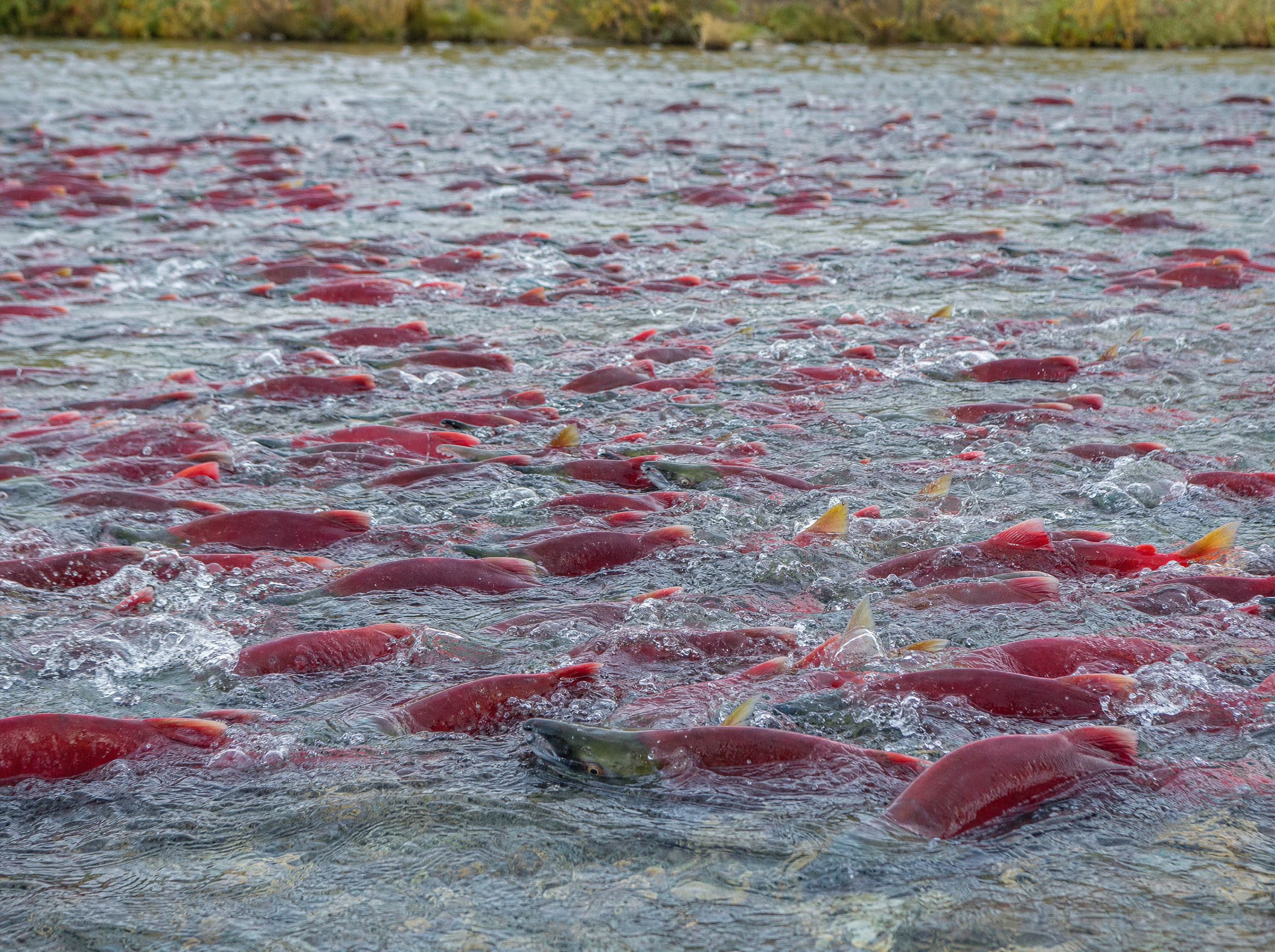 Dense sockeye salmon run packed in Bristol Bay river