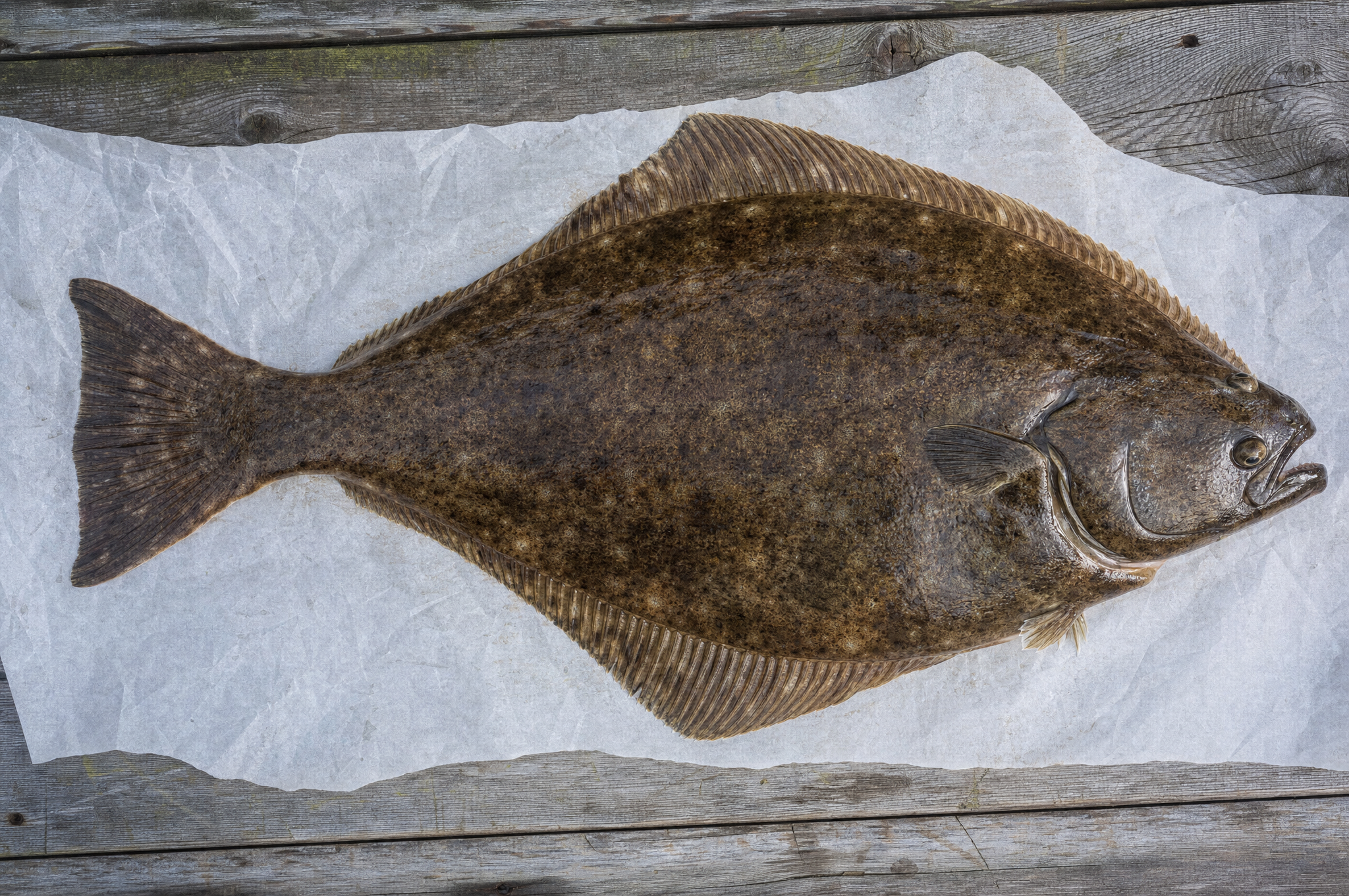 Whole wild Alaskan Pacific halibut top view