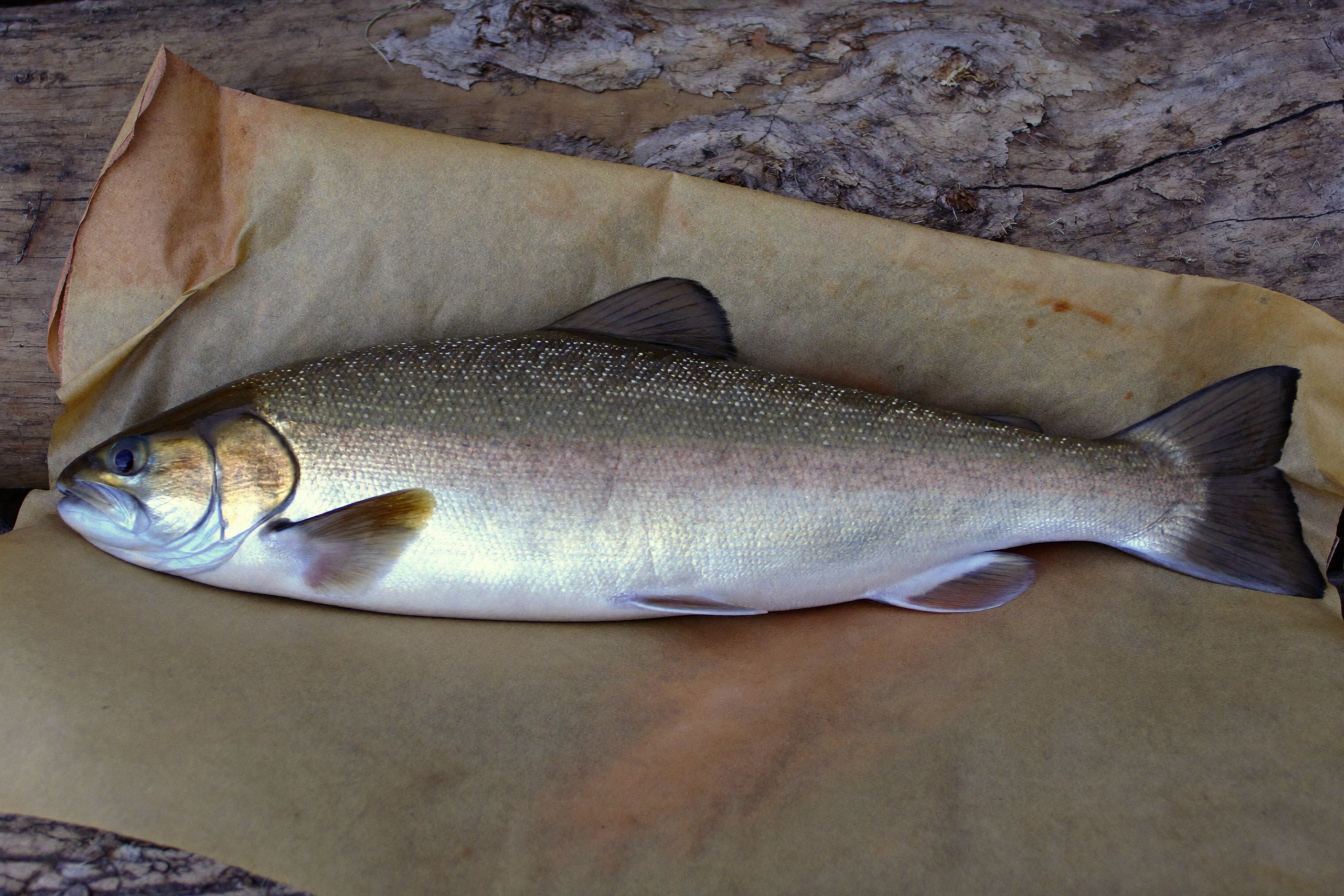 Whole wild Alaskan king salmon side portrait