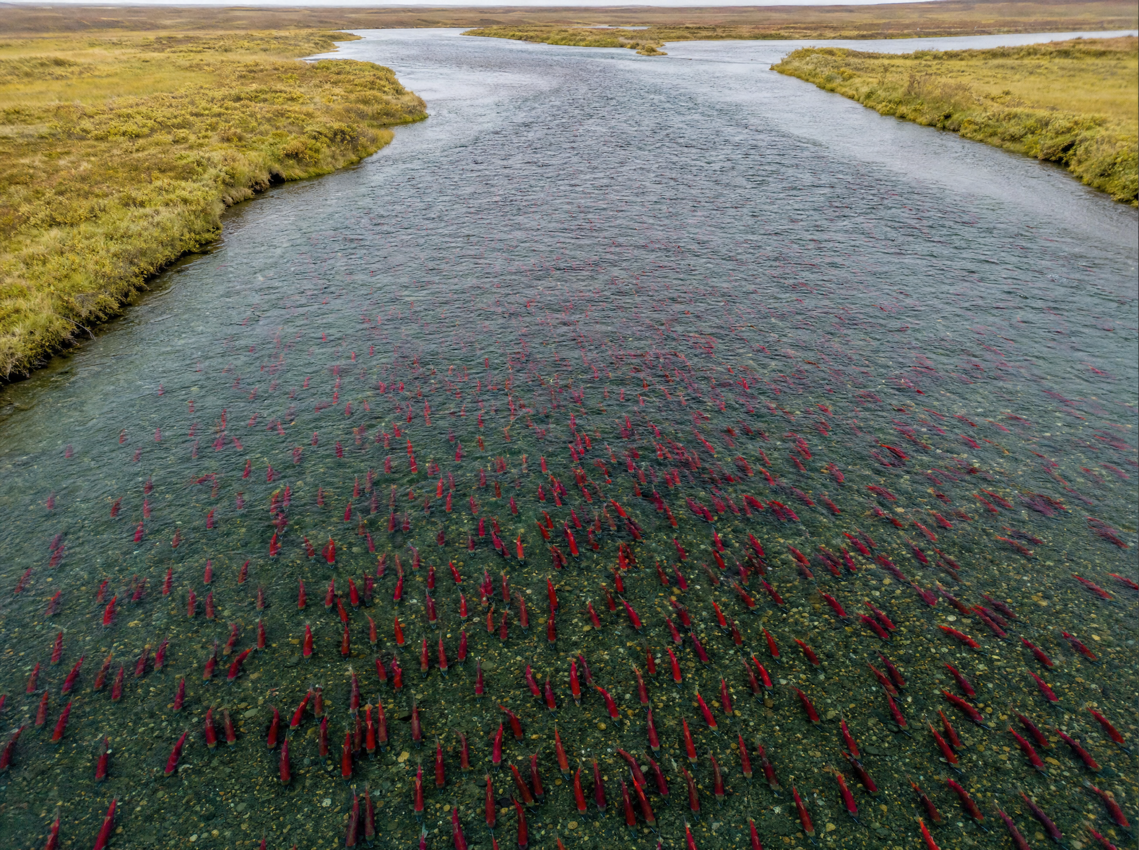 Aerial view of wild sockeye salmon run swimming upriver