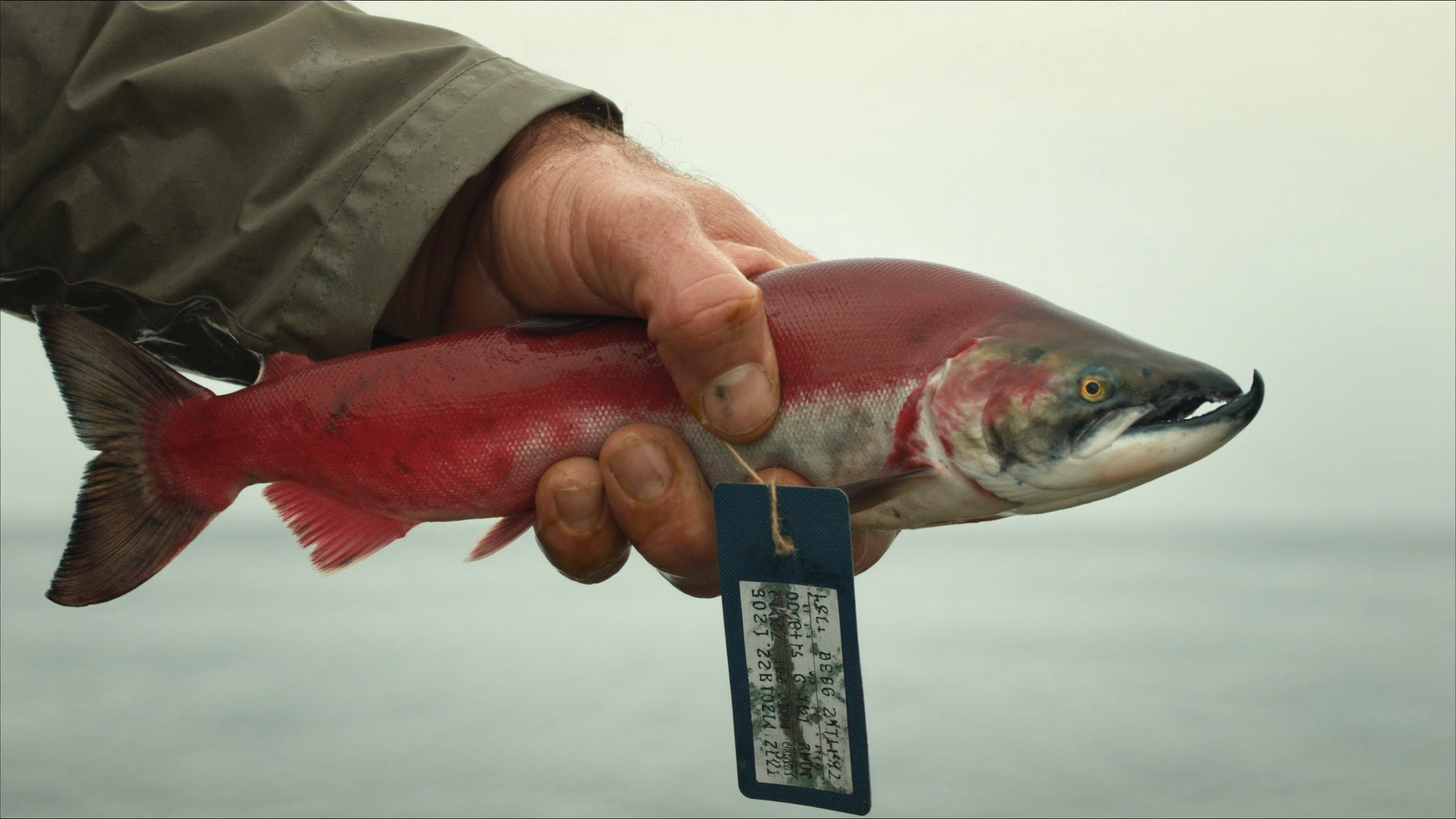 Fisherman holding fresh sockeye with traceability tag